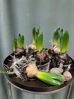 Hyacinter