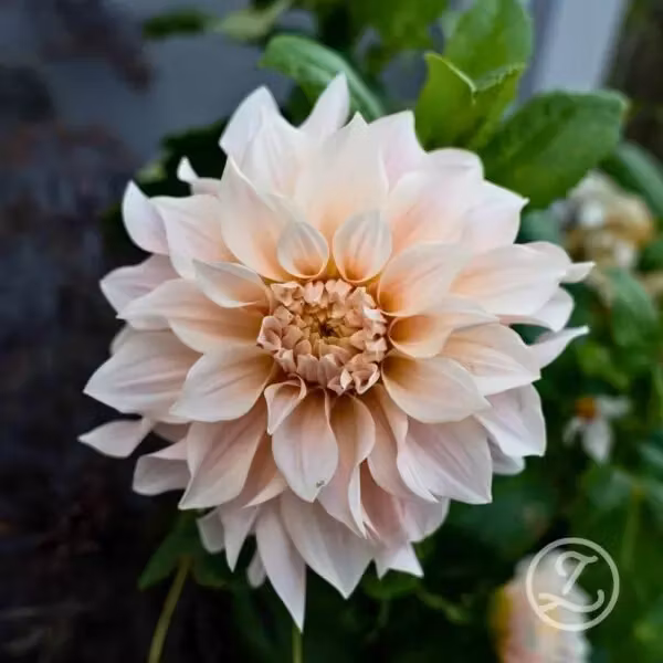 Dahlia ’Café au Lait’