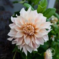 Dahlia ’Café au Lait’