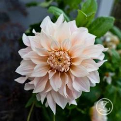 Dahlia ’Café au Lait’