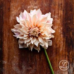 Dahlia ’Café au Lait’