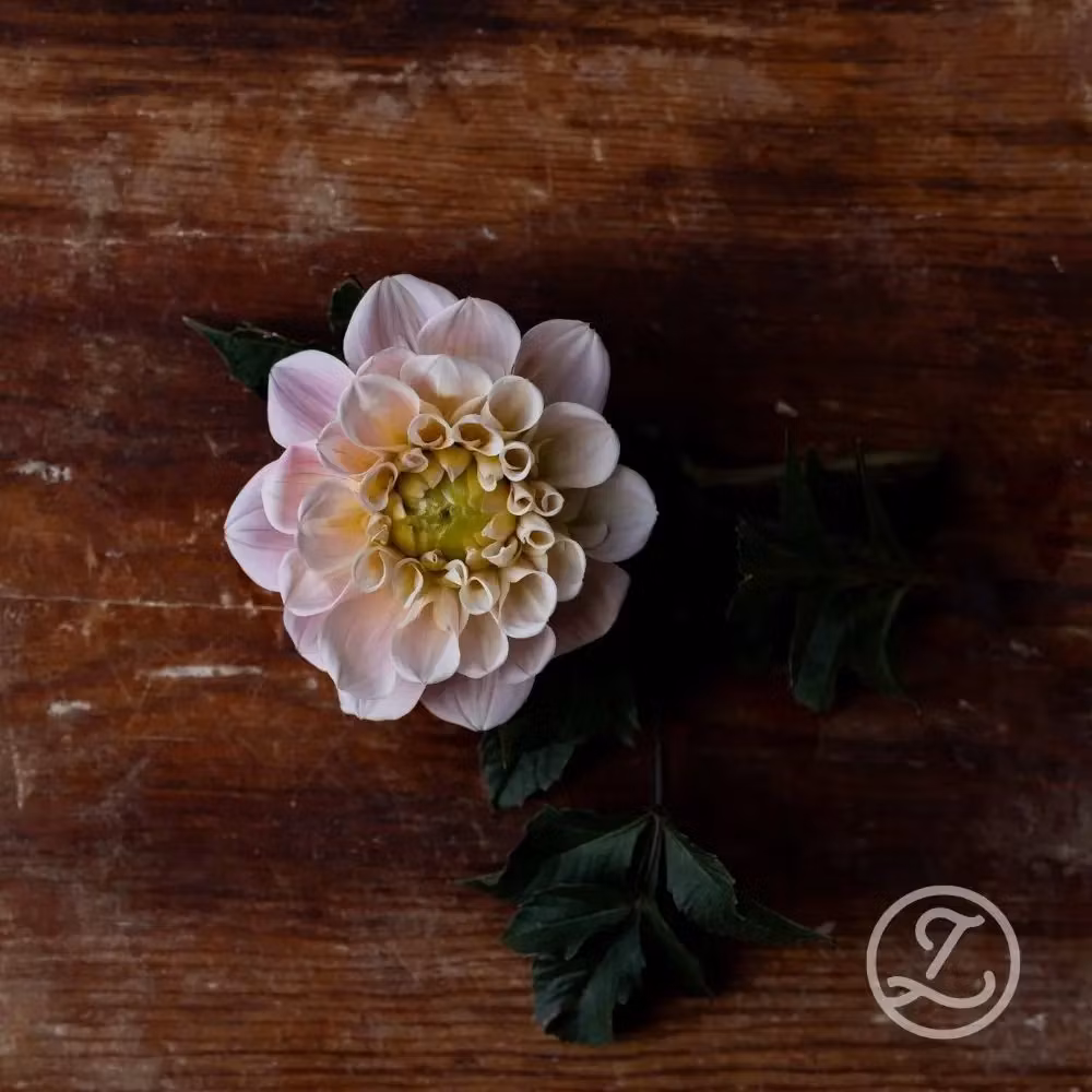 Dahlia ’Sweet Nathalie’