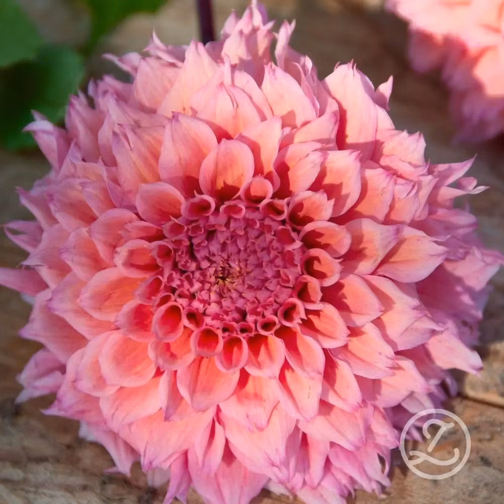 Dahlia ’Penhill Watermelon’