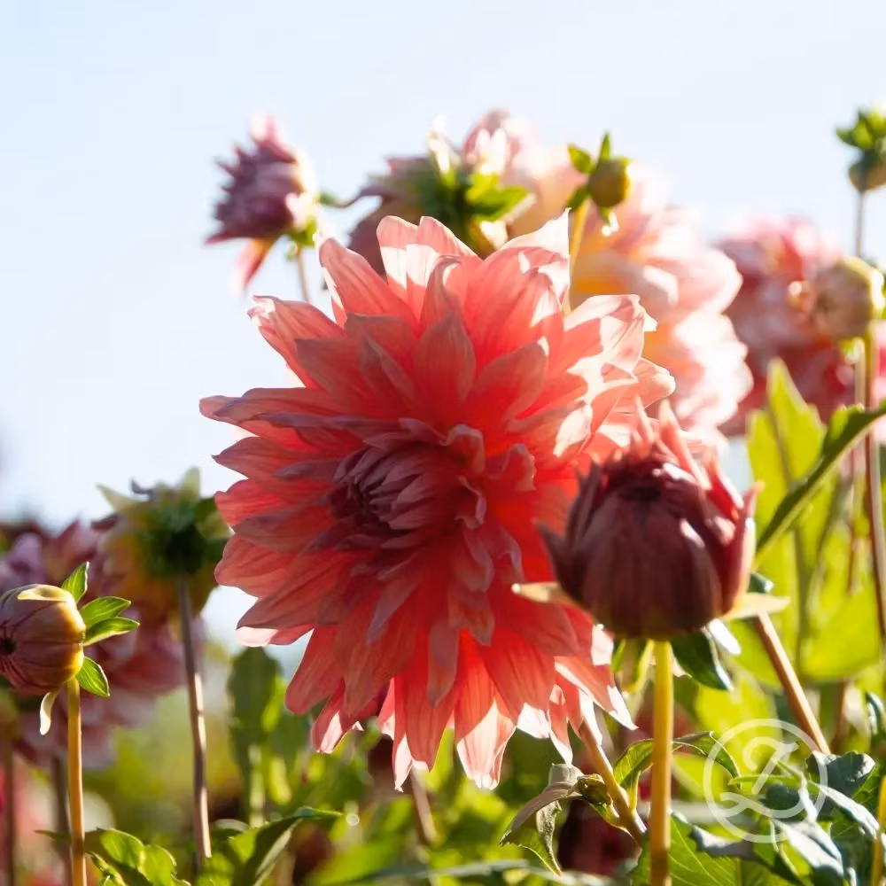 Dahlia ’Penhill Watermelon’