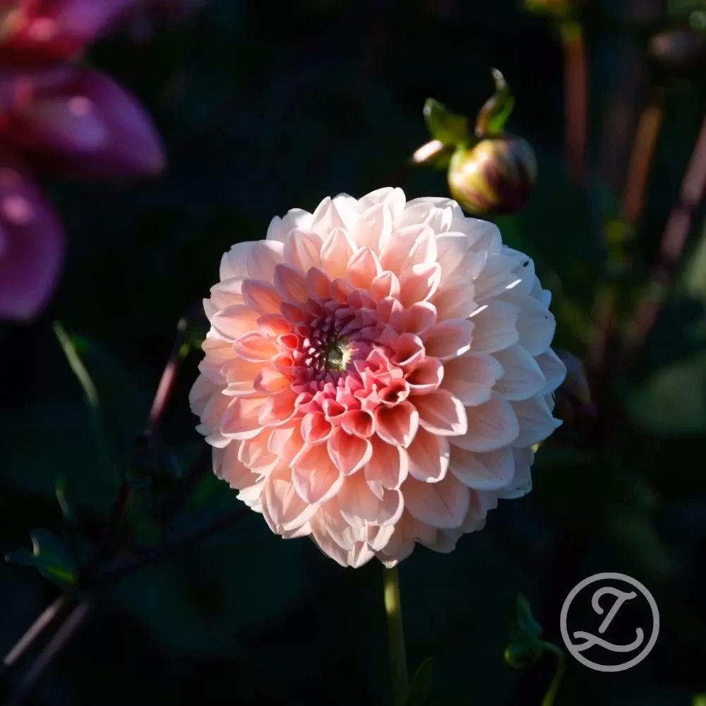 Dahlia ’Linda’s Baby’