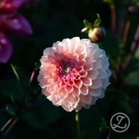 Dahlia ’Linda’s Baby’
