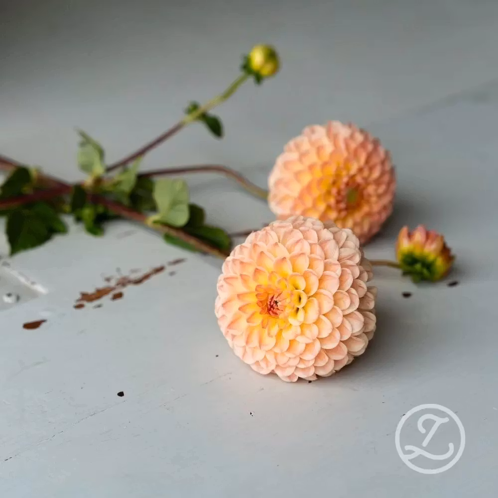 Dahlia ’Linda’s Baby’