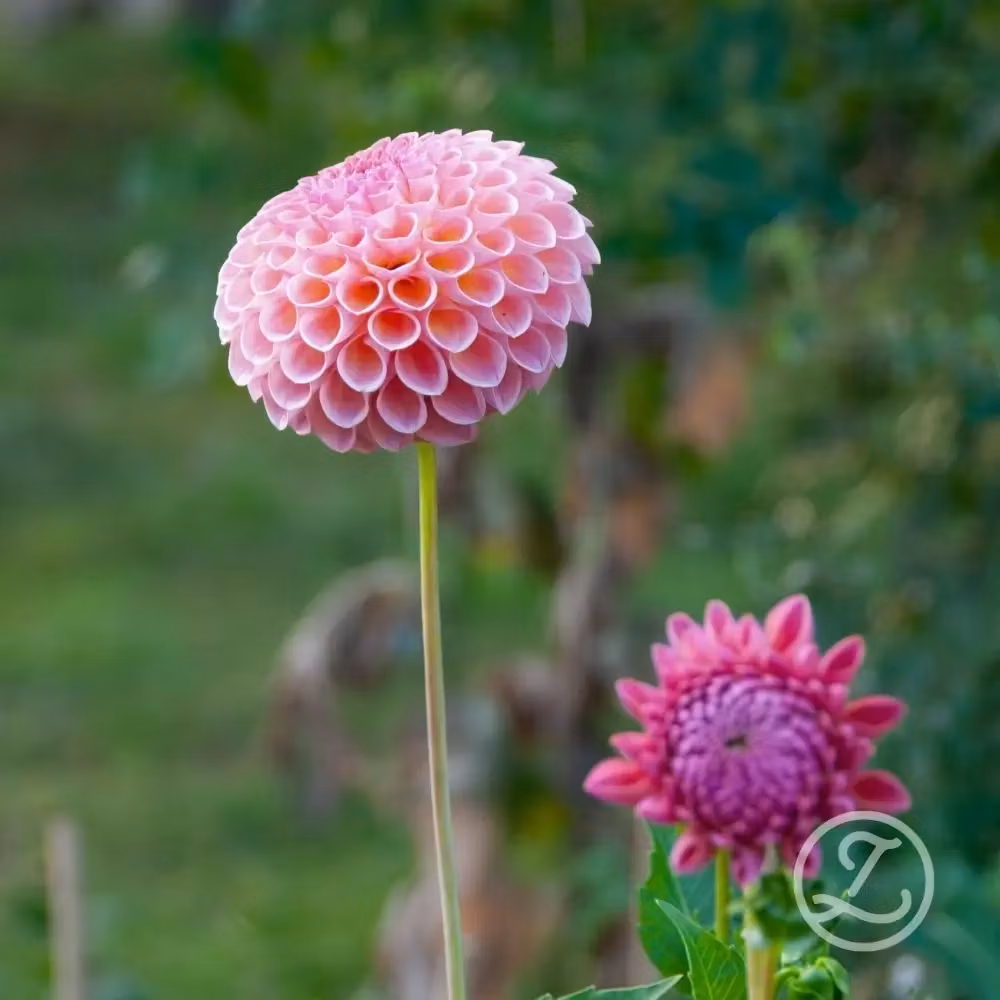 Dahlia ’Jowey Winnie’