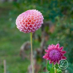 Dahlia ’Jowey Winnie’