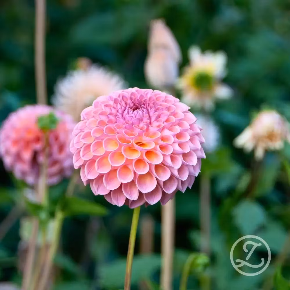 Dahlia ’Jowey Winnie’
