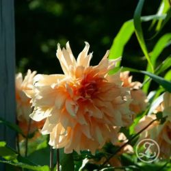 Dahlia ’Big Brother’