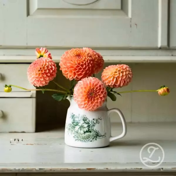 Dahlia ’Coral Charm’