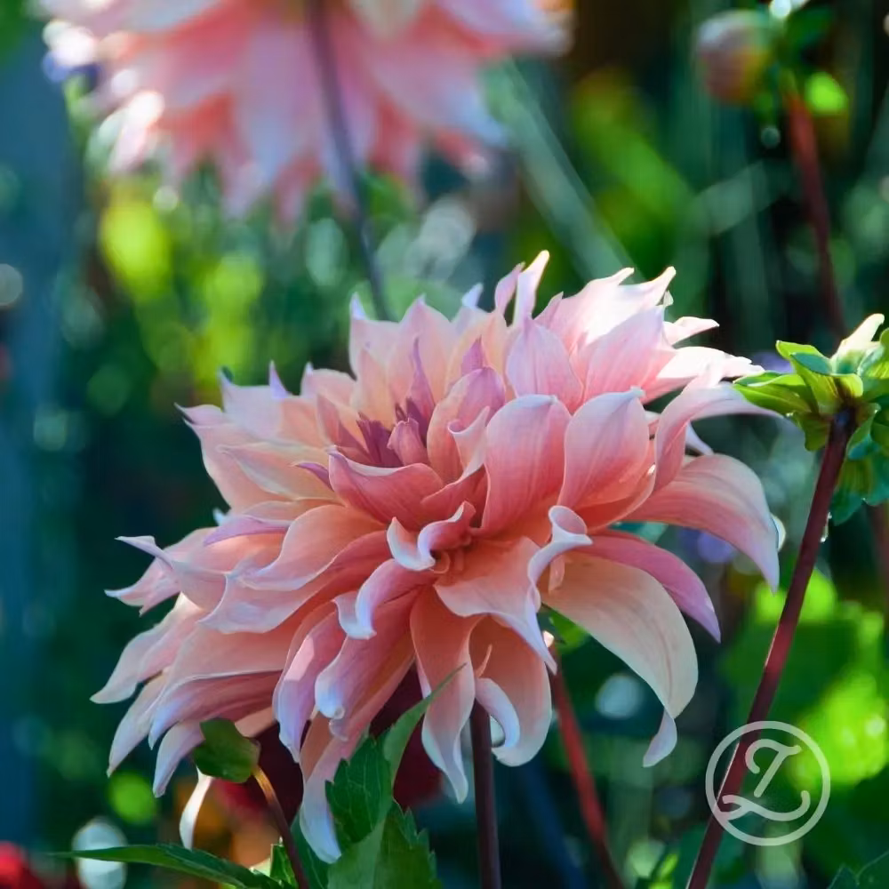 Dahlia ’Labyrinth’