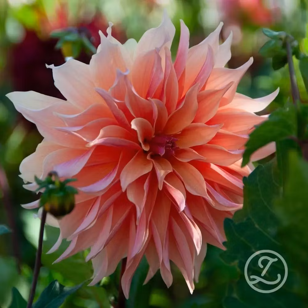 Dahlia ’Labyrinth’