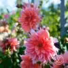 Dahlia ’Labyrinth’