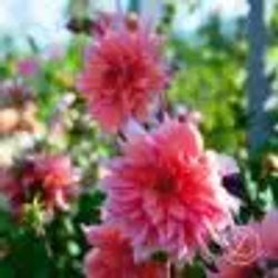 Dahlia ’Labyrinth’