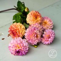 Dahlia ’Wine Eyed Jill’