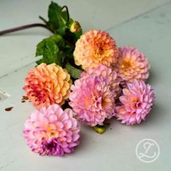 Dahlia ’Wine Eyed Jill’