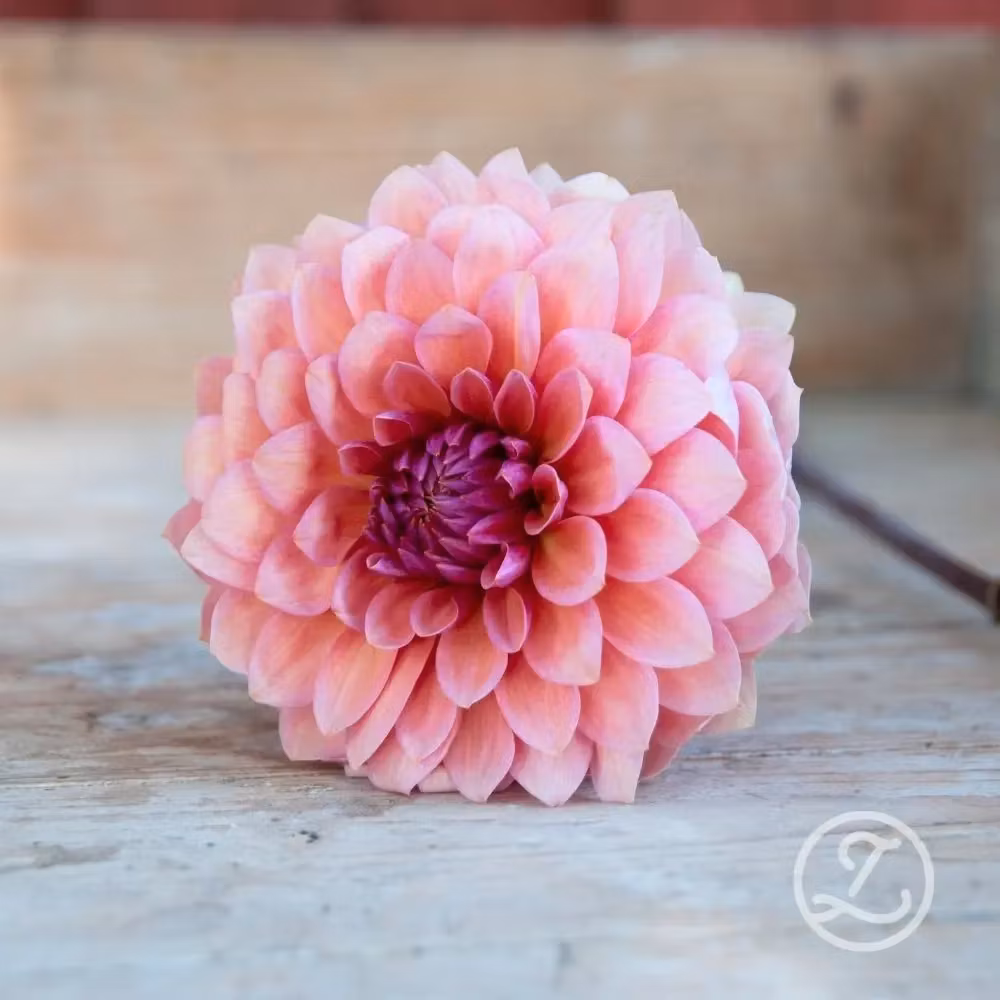 Dahlia ’Sweet Sanne’