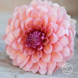Dahlia ’Sweet Sanne’