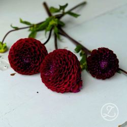 Dahlia ’Dark Spirit’