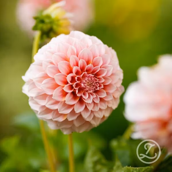 Dahlia ’Peaches’