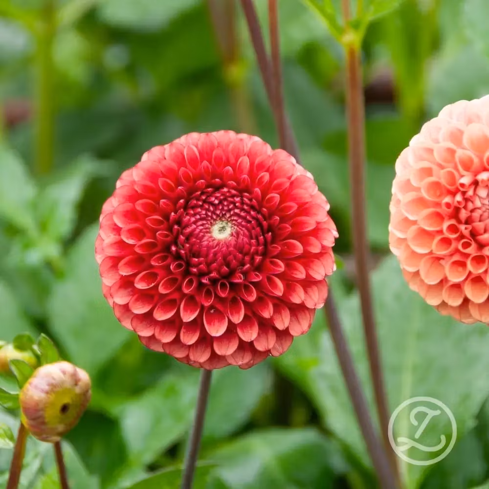 Dahlia ’Copper Boy’