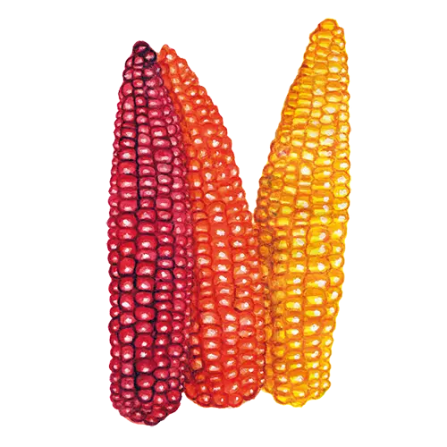 Cascade Ruby Gold