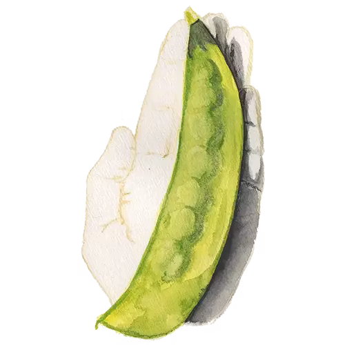 Lokförare Bergfälts Jätteärt
