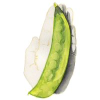 Lokförare Bergfälts Jätteärt