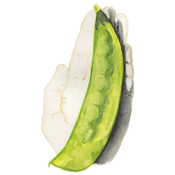 Lokförare Bergfälts Jätteärt