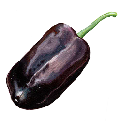 Sweet Chocolate