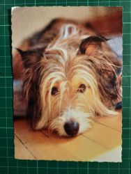 Hund