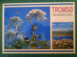 Tromsø - Tromsøpalmen