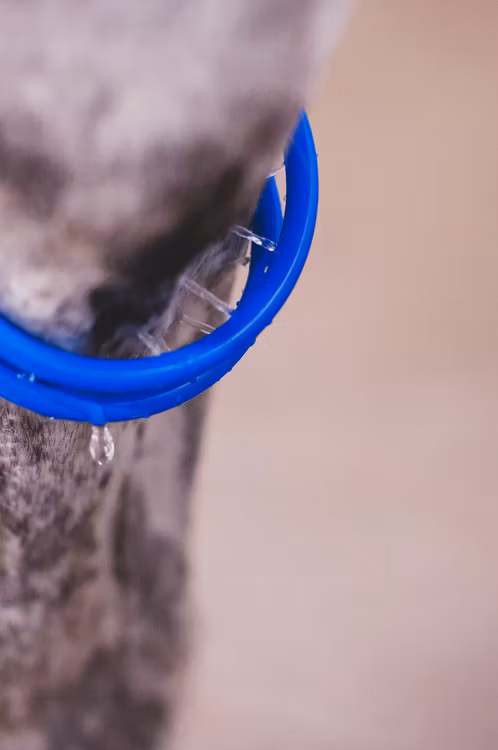 SmartCooler för Häst