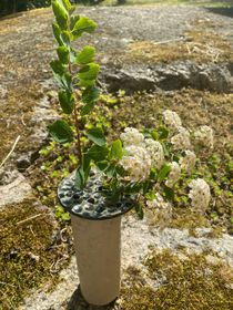 Blomhållare grå