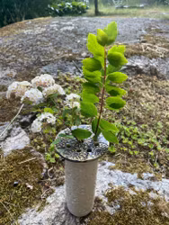 Blomhållare koppar