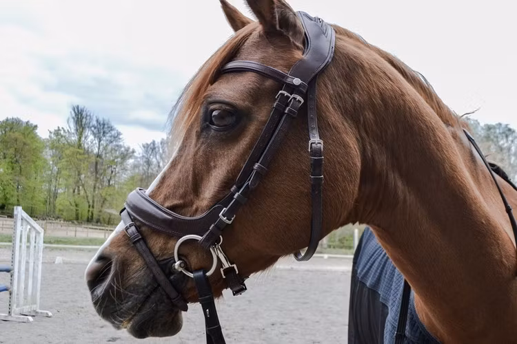 Montar Organiskt Träns Bretagne Organic Tanned Bridle - Brun