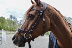 Montar Organiskt Träns Bretagne Organic Tanned Bridle - Brun
