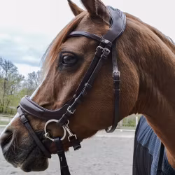 Montar Organiskt Träns Bretagne Organic Tanned Bridle - Brun