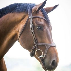 Montar Organiskt Träns Monarch Brun