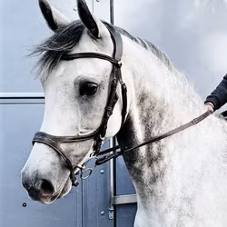 Montar Organiskt Träns US Excellence Svart