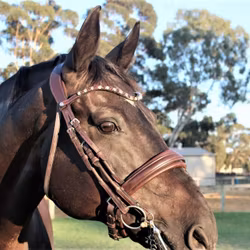 Montar Organiskt Kandarträns Normandie Double Brun