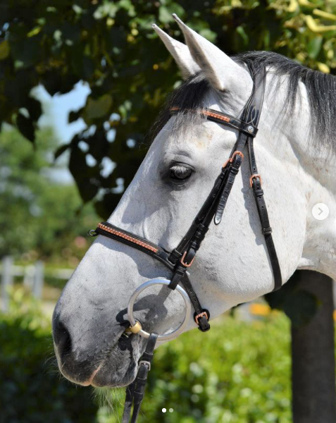 Pariani Klinkerträns i Roseguld komplett med tyglar