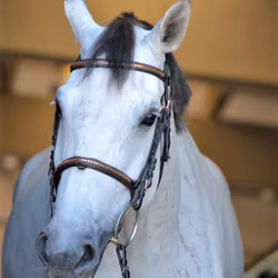 Pariani Klinkerträns i Roseguld komplett med tyglar