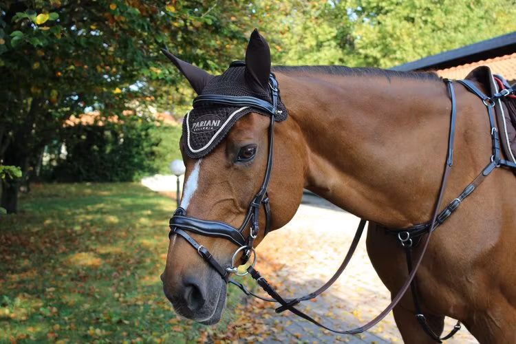Pariani Anatomisk Aachenträns komplett med tygel