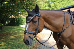 Pariani Anatomisk Aachenträns komplett med tygel