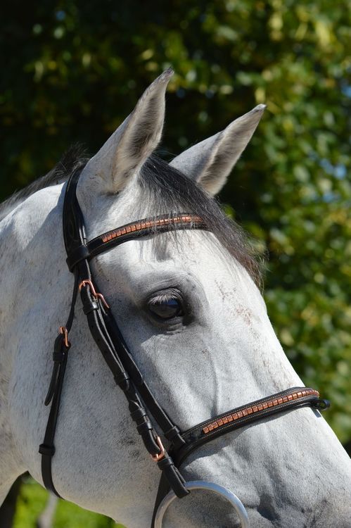 Pariani Klinkerträns i Roseguld komplett med tyglar