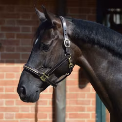 Pariani Lädergrimma med Mässingklinkers