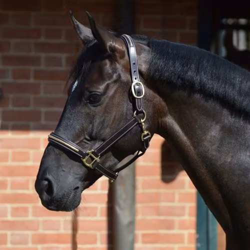 Pariani Lädergrimma med Mässingklinkers